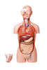HUMAN DUAL SEX EXCHANGEABLE DELUX TORSO ,OPEN BACK,27 PARTS