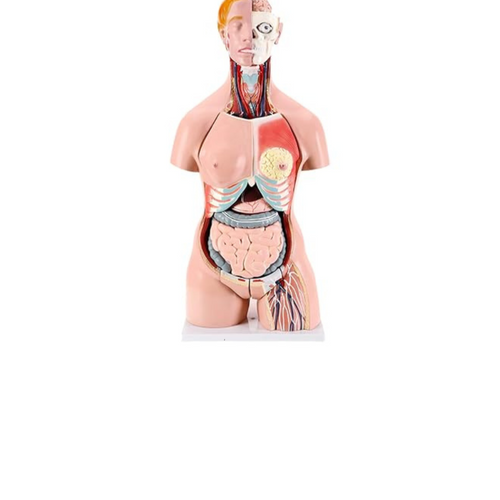 Educational Posters & Anatomical Models
